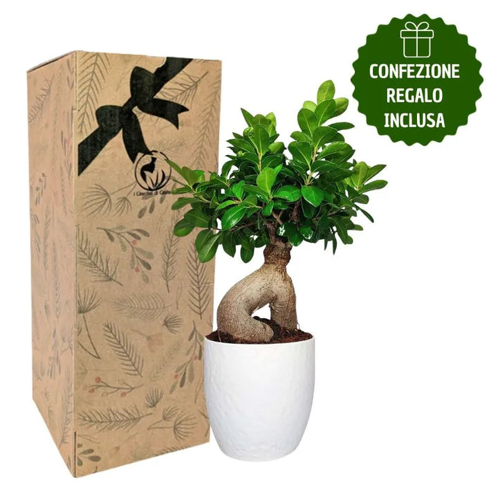 Bonsai ficus ginseng in vaso boston con scatola regalo