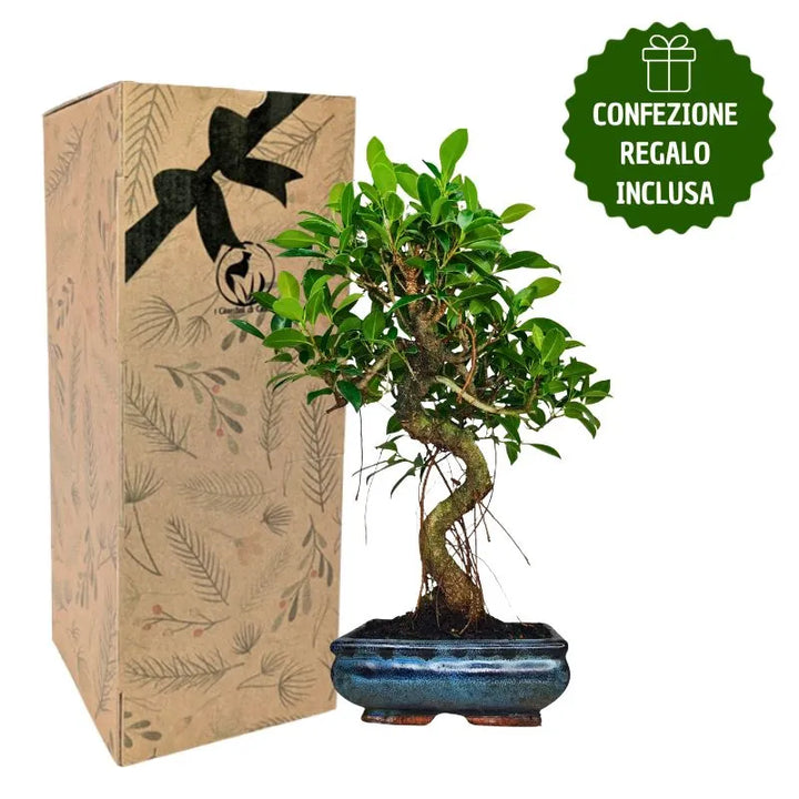 Bonsai Ficus Retusa S-Shape con scatola regalo