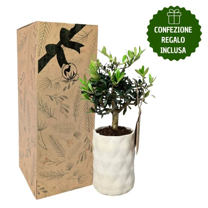 Bonsai olivo in vaso andromeda con scatola regalo