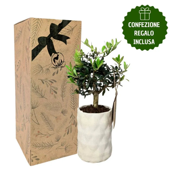 Bonsai olivo in vaso andromeda con scatola regalo
