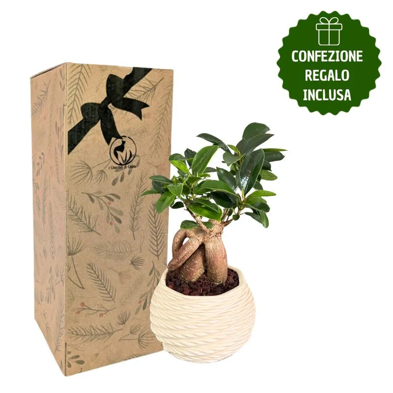 Bonsai ficus ginseng in vaso carina con scatola regalo