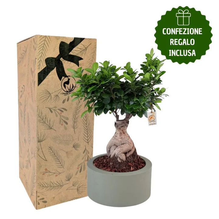 Bonsai ficus ginseng in vaso echo con scatola regalo