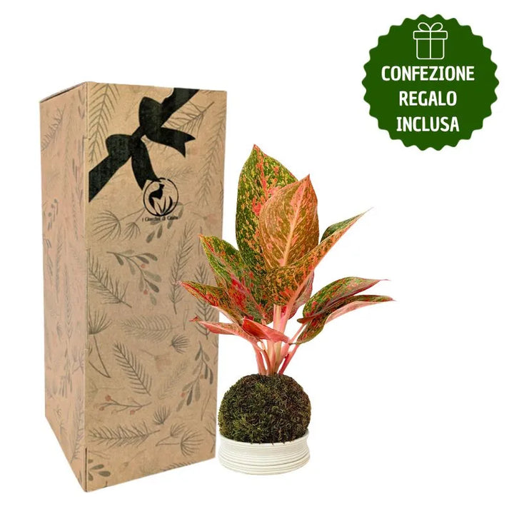 Kokedama Aglaonema Sab Mongkol con scatola regalo