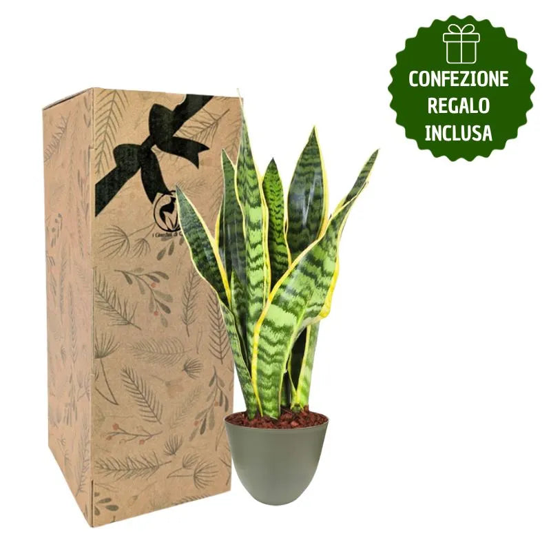 Sansevieria  Laurentii H.35 con scatola regalo