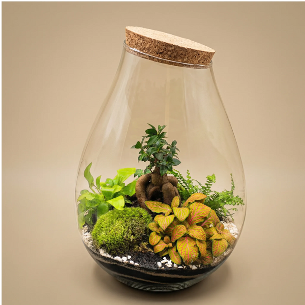 Terrarium Coraline 002