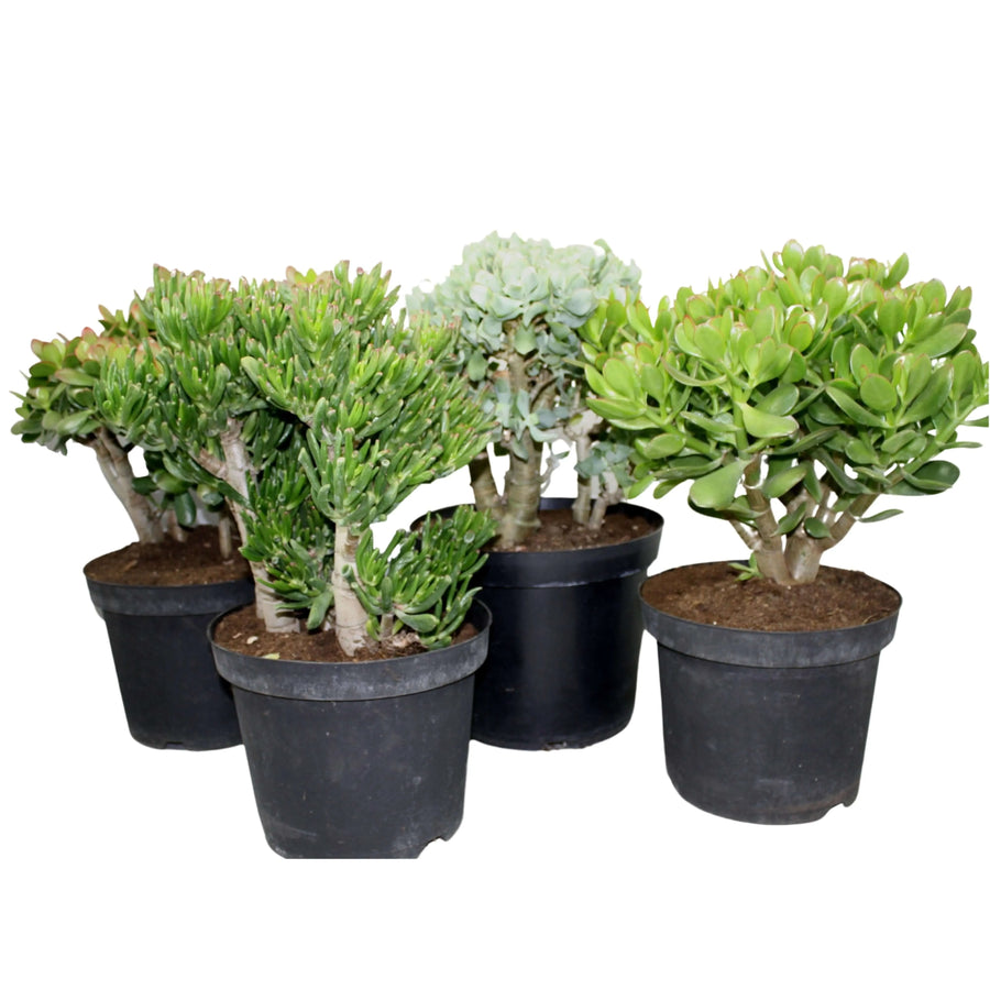 Crassula mix altezza piante 50 dimetri vasi 23 - i Giardini di Giulia