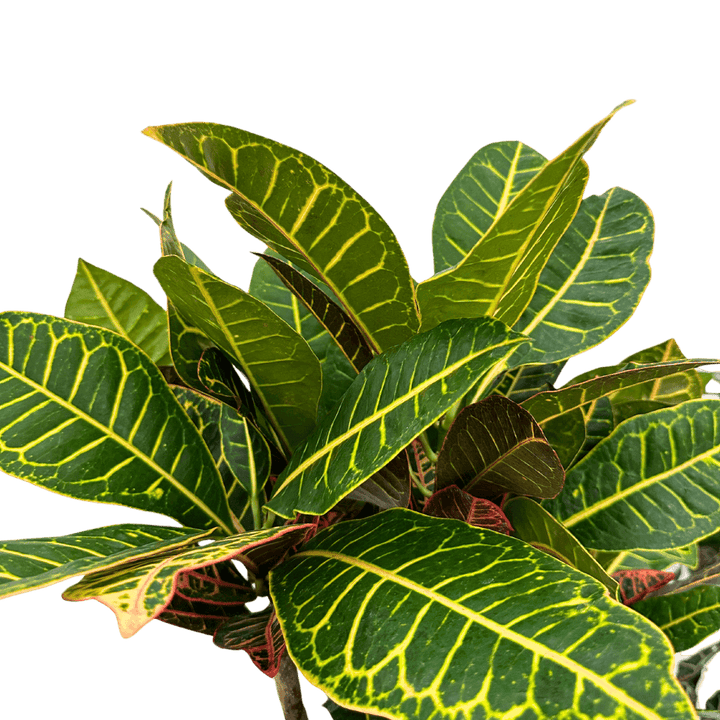 Croton Petra Ramificato in vaso bianco - i Giardini di Giulia