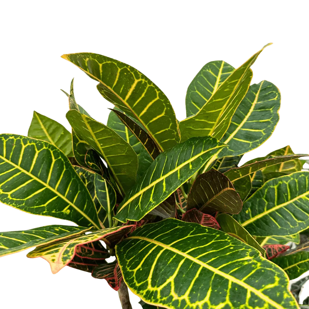 Dettaglio foglie del Croton Petra con venature gialle e rosse

