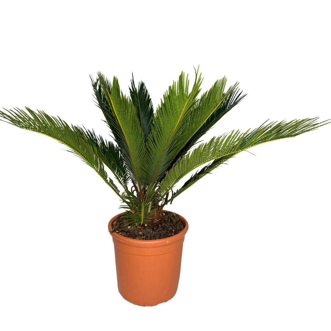 Cycas Revoluta D. 24 CM H. 65 CM - i Giardini di Giulia