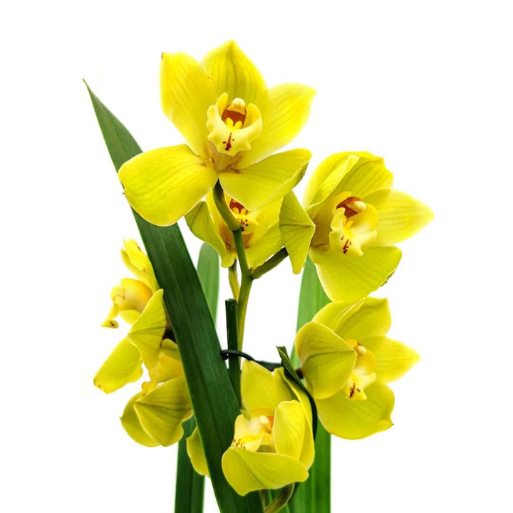 Cymbidium Colori Misti – Orchidea da Interno in Vaso - i Giardini di Giulia