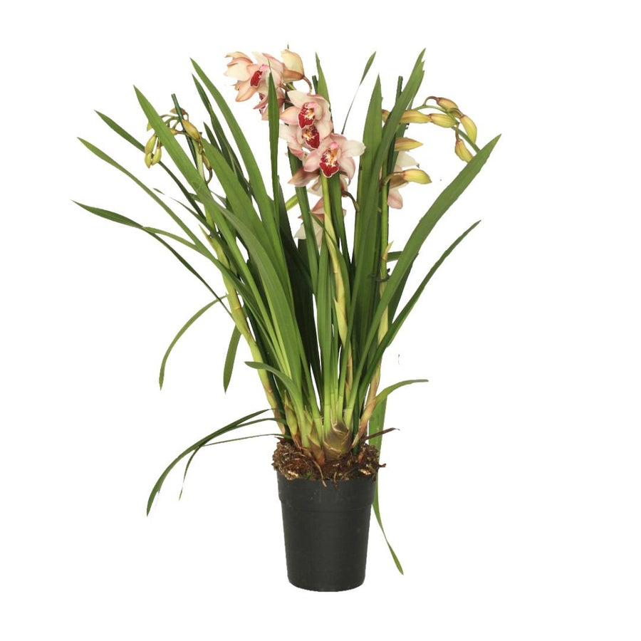 Cymbidium Colori Misti – Orchidea da Interno in Vaso - i Giardini di Giulia