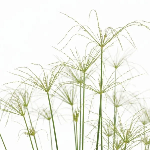 Dettaglio foglie sottili di cyperus alternifolius con forma a ombrello su sfondo bianco