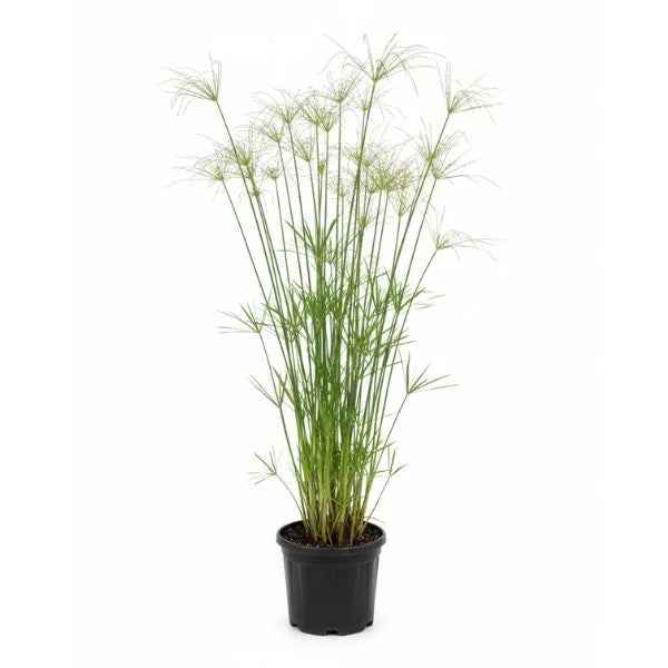 Cyperus alternifolius pianta da interno alta 70 cm in vaso diametro 20 cm su sfondo bianco