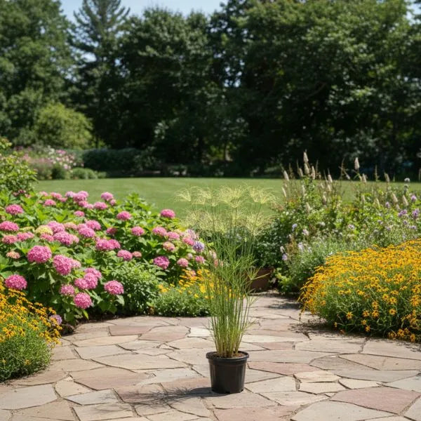 Cyperus alternifolius in vaso posizionato su pavimentazione esterna in giardino fiorito