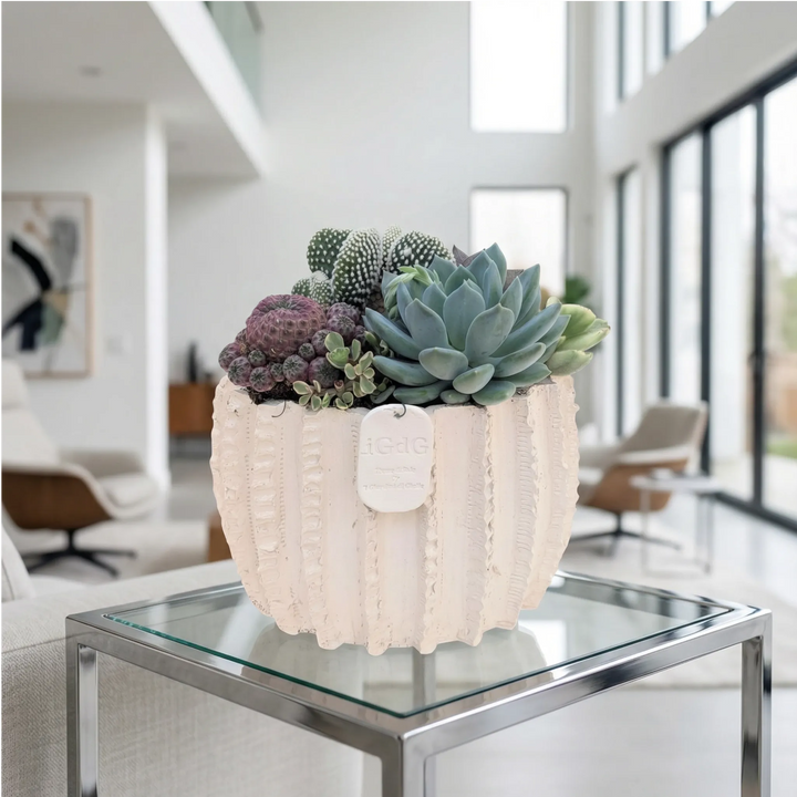 Composizione piante grasse Le Muse di Giulia Dafne Bassa in vaso ceramica per arredo contemporaneo.