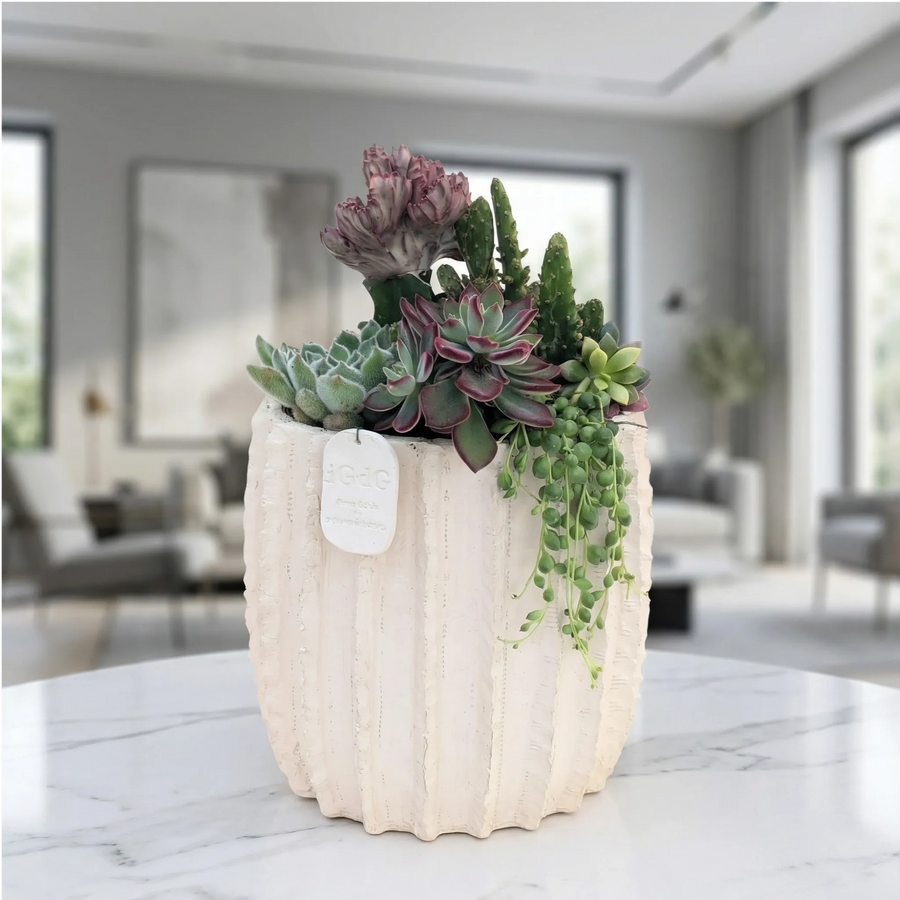 Composizione piante grasse Le Muse di Giulia Dafne Media in vaso ceramica beige per arredo moderno
