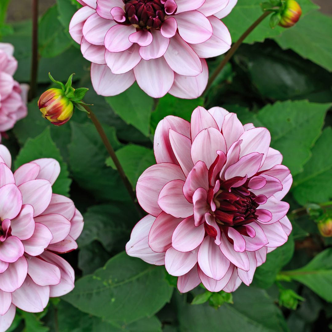 Dalia in vaso 17 cm - i Giardini di Giulia  