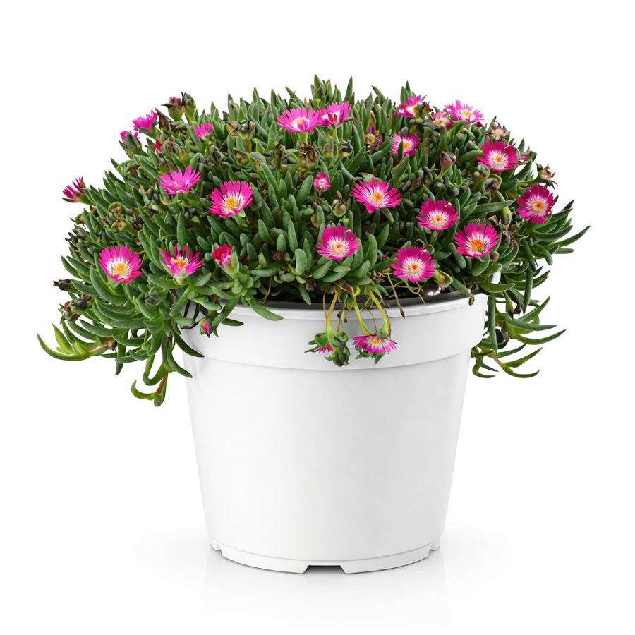 Delosperma Tricolor - pianta succulenta con fiori rosa e fucsia in vaso bianco, ideale per giardini rocciosi