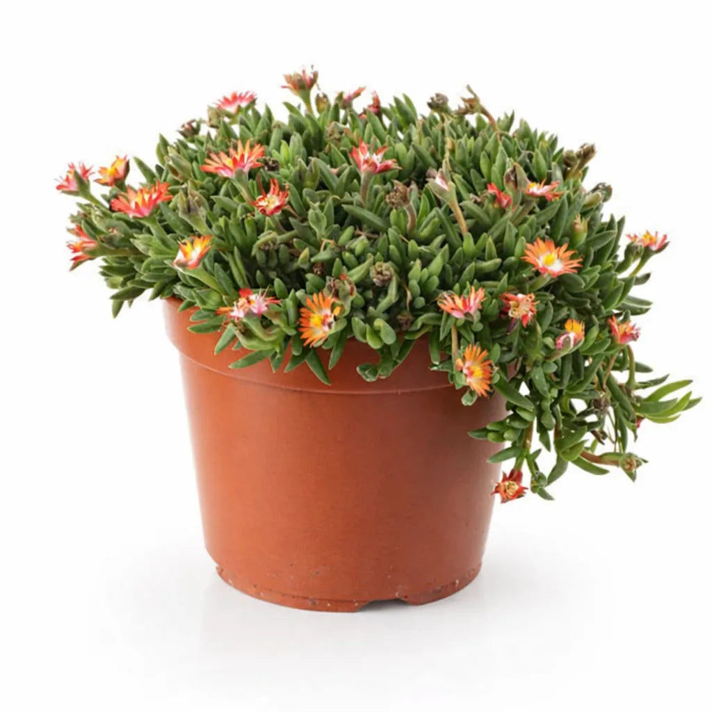 Delosperma in vaso con fiori arancio e rosa, succulenta tappezzante fiorita ideale per terrazzi e giardini rocciosi
