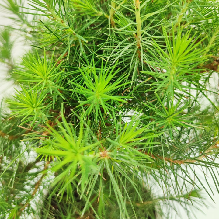 Aghi lunghi e sottili di bonsai Pinus thunbergii, colore verde brillante e tessitura fitta

