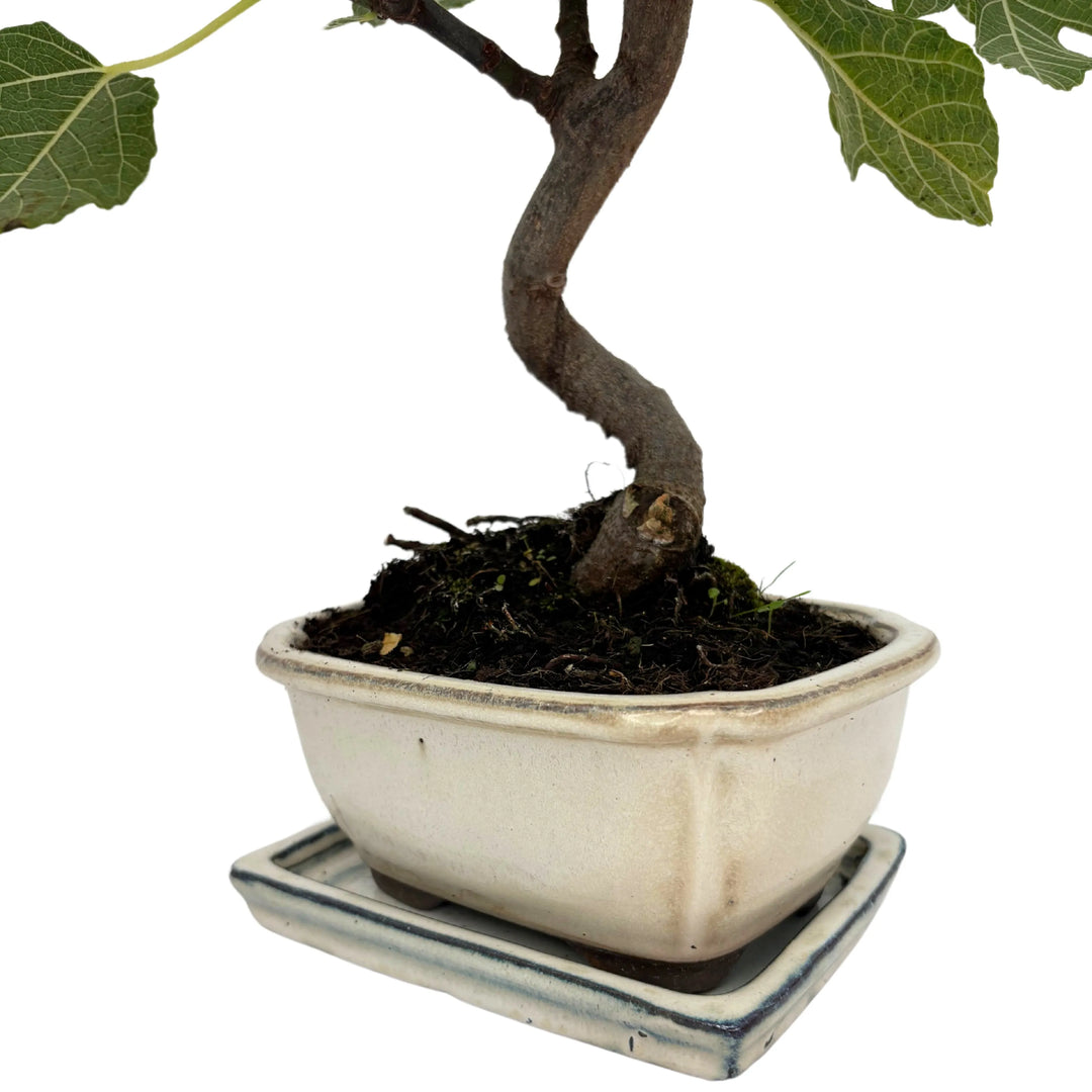 Dettaglio del tronco curvato del bonsai di fico in vaso artigianale smaltato