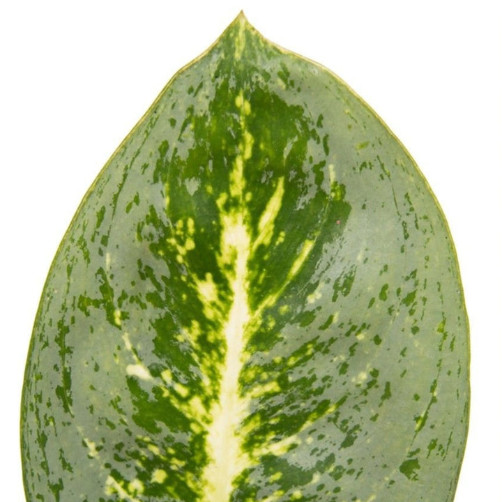 Primo piano di una foglia della Dieffenbachia Camilla, con venatura centrale giallo crema e bordo verde scuro, visibile la tipica variegatura.