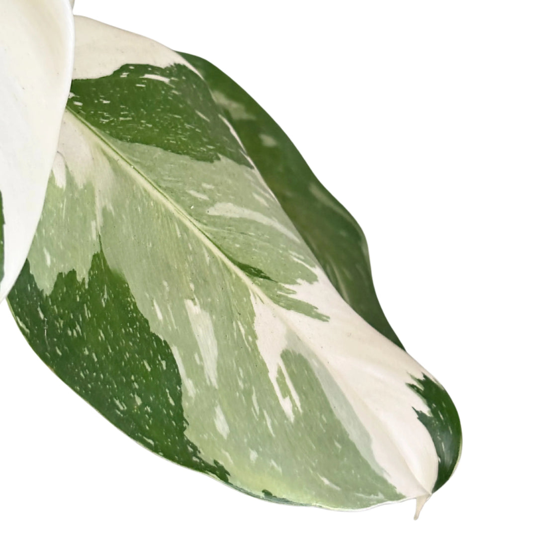 Dettaglio ravvicinato di una foglia variegata verde e bianca del Philodendron White Princess, con texture visibile e bordi definiti.