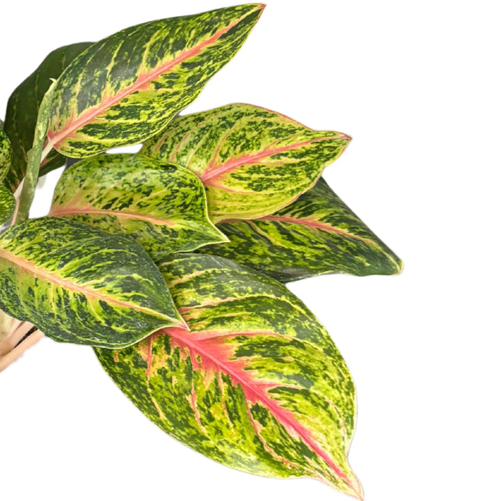 Dettaglio delle foglie di Aglaonema 10 Karat con variegature verde intenso e nervature rosa acceso, pianta ornamentale da interno di grande effetto decorativo