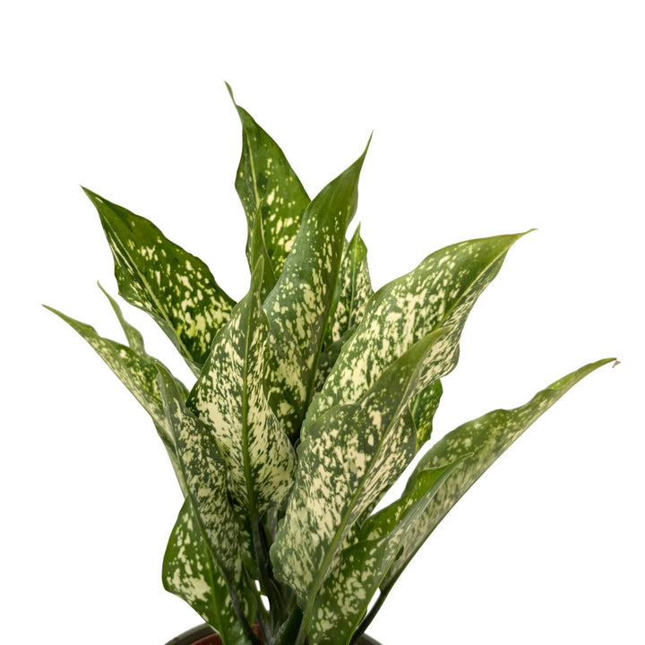 Dettaglio delle foglie di Aglaonema First Diamond, caratterizzate da variegature bianche su fondo verde lucido.
