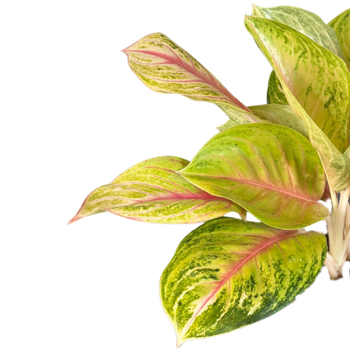 Dettaglio delle foglie di Aglaonema Lemon Lime con variegature verde chiaro e margini rosati, pianta decorativa da appartamento.