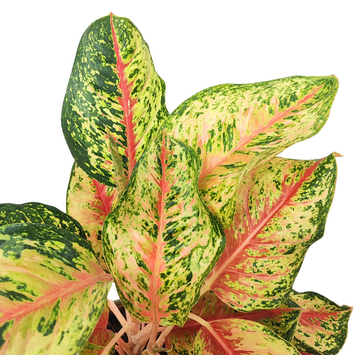 Dettaglio ravvicinato delle foglie della Aglaonema Maha Lab, con venature rosa intense su fondo variegato verde e giallo.