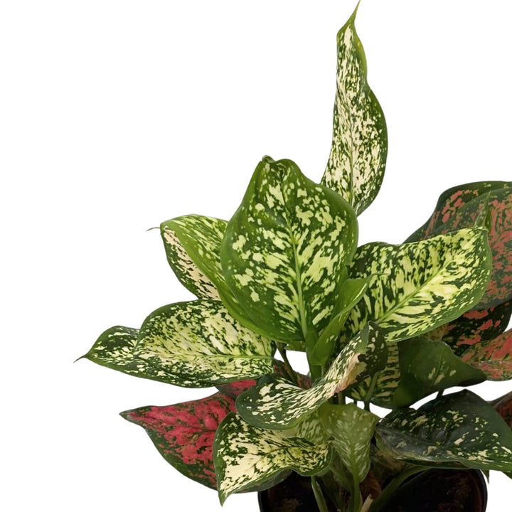 Dettaglio foglie Aglaonema Red Uniame con venature rosse e macchie verde chiaro su fondo scuro, varietà tropicale decorativa.