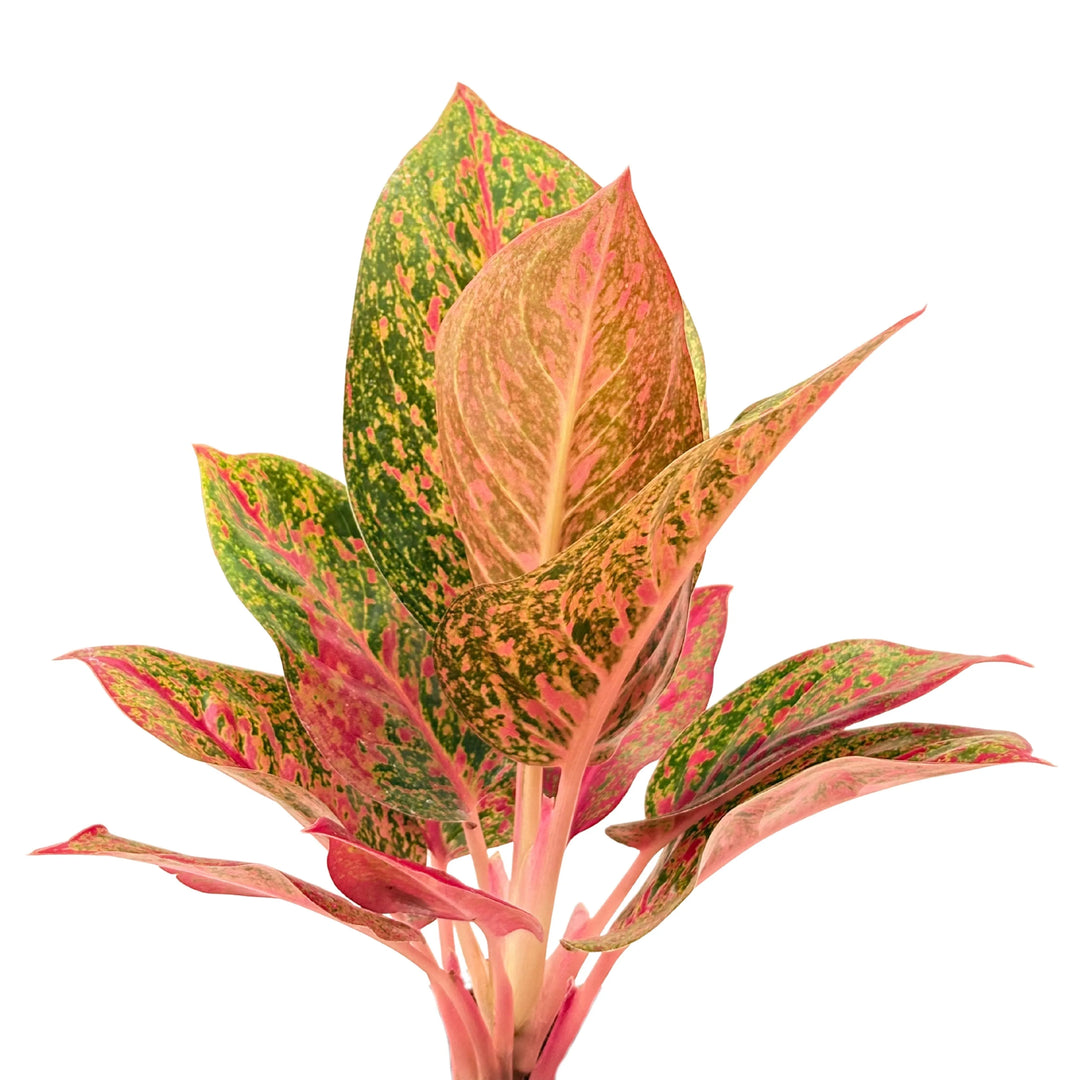 Dettaglio ravvicinato delle foglie dell’Aglaonema Sab Mongkol, con venature rosa e screziature rosse su fondo verde.