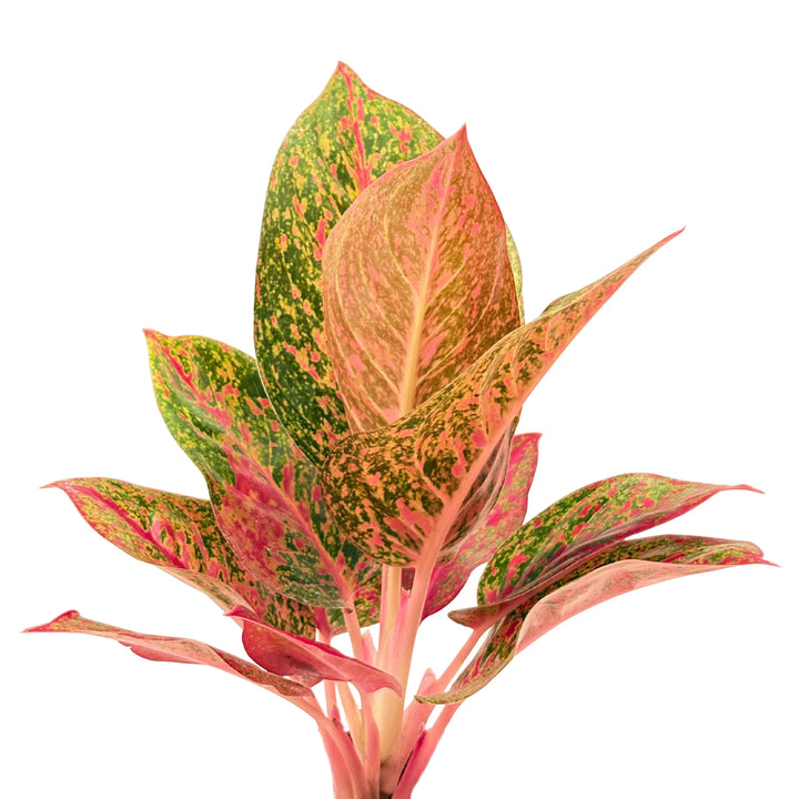 Dettaglio ravvicinato delle foglie dell’Aglaonema Sab Mongkol, con venature rosa e screziature rosse su fondo verde.