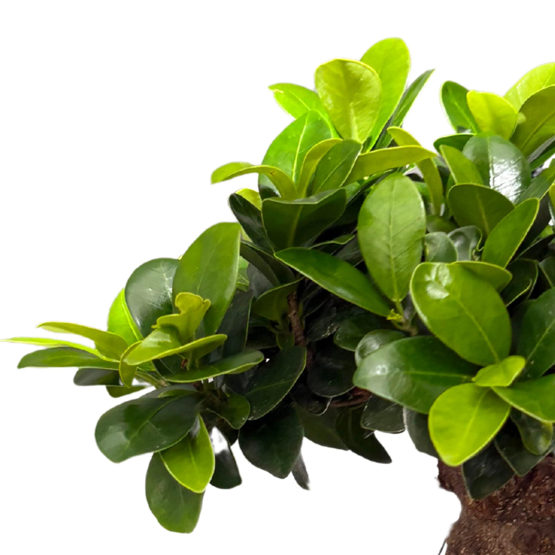 Dettaglio delle foglie lucide del Bonsai Ficus Ginseng, colore verde brillante, pianta decorativa da interno con chioma fitta e compatta