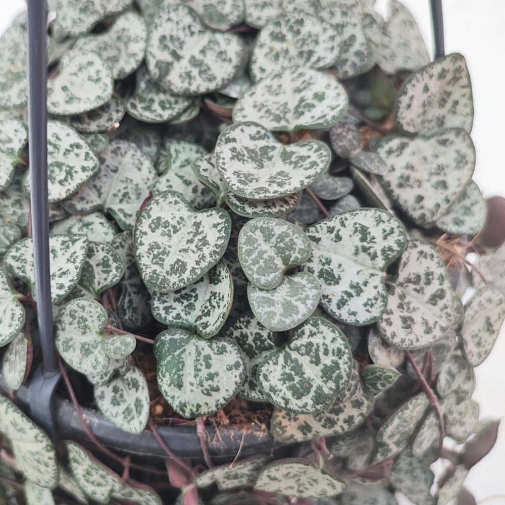Dettaglio ravvicinato delle foglie a cuore della Ceropegia Woodii, con screziature verde scuro e argento.