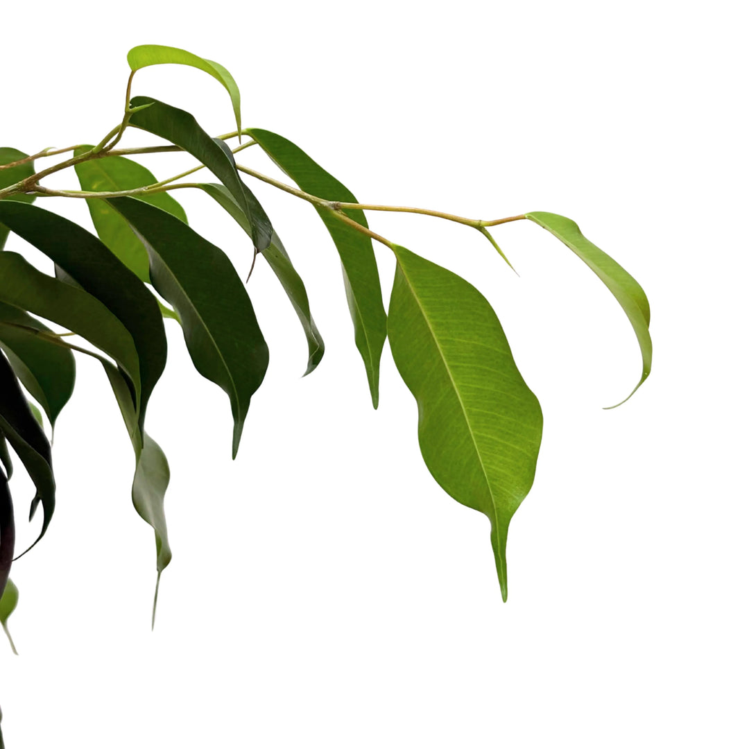 Dettaglio foglie di Ficus benjamina, di colore verde intenso e forma allungata, lucide e fitte.