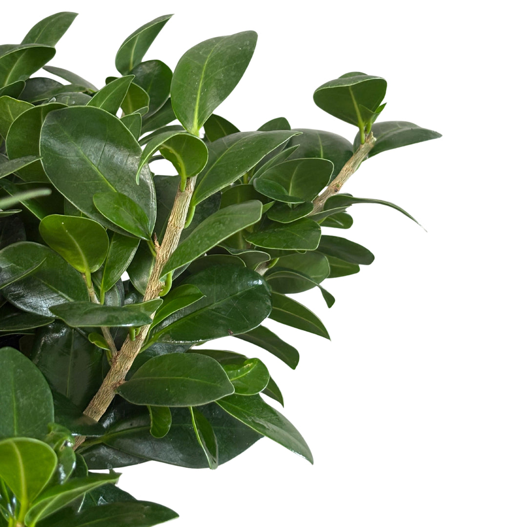 Dettaglio ravvicinato delle foglie verdi e lucide del Ficus Ginseng, con rami legnosi visibili in primo piano.
