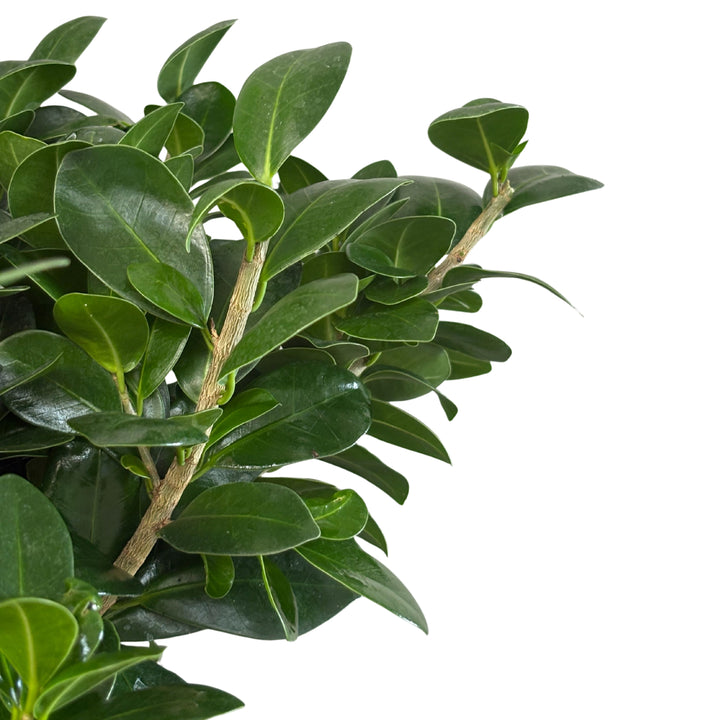 Dettaglio ravvicinato delle foglie verdi e lucide del Ficus Ginseng, con rami legnosi visibili in primo piano.