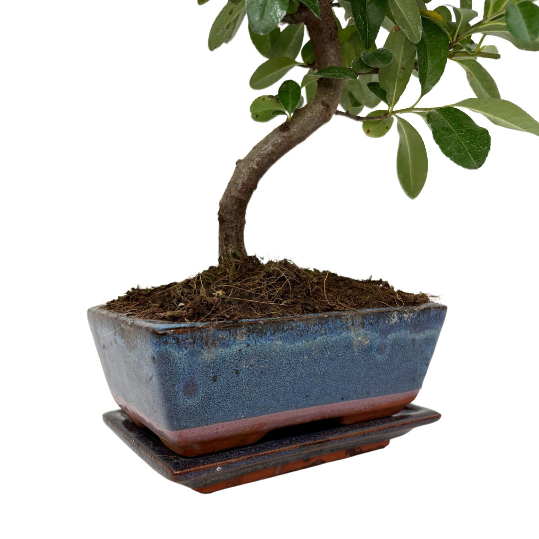 Dettaglio vaso in ceramica blu smaltata con bonsai a tronco sinuoso