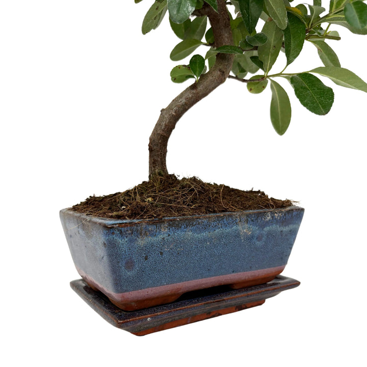 Dettaglio vaso in ceramica blu smaltata con bonsai a tronco sinuoso