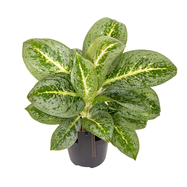 Pianta Dieffenbachia Camilla con foglie variegate verde chiaro e screziature gialle, in vaso nero, ideale per ambienti interni.