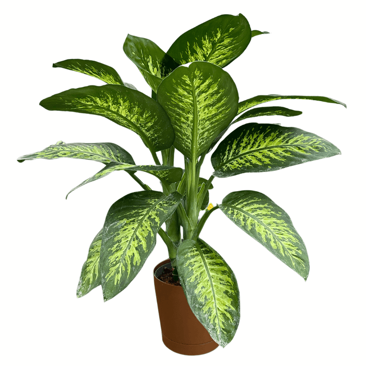 Dieffenbachia Tropic Snow - i Giardini di Giulia