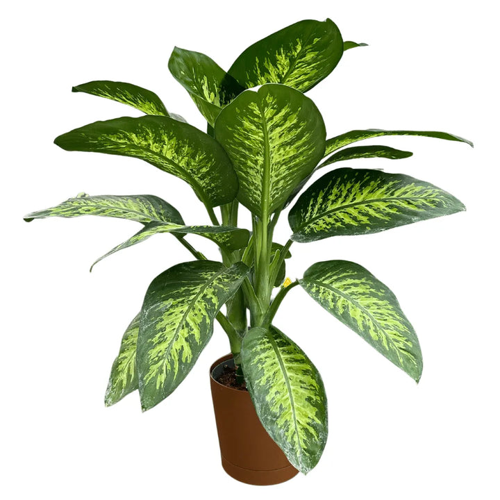 Dieffenbachia Tropic Snow alta 90 cm in vaso in plastica riciclata da 22 cm