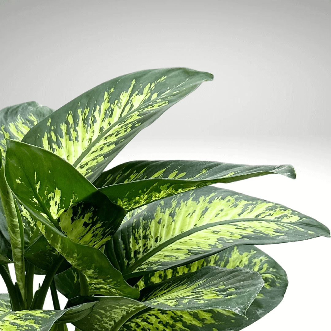 Dieffenbachia Tropic Snow - i Giardini di Giulia