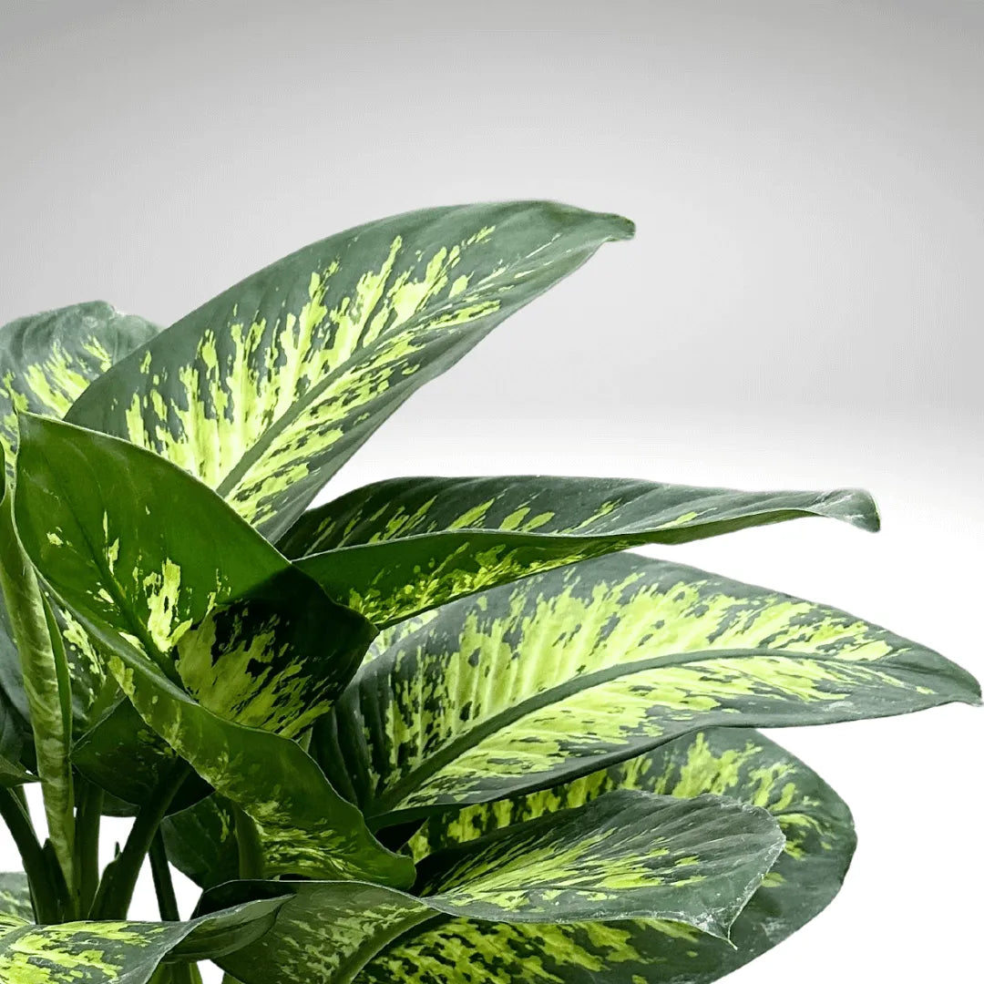 Particolare delle foglie variegate della Dieffenbachia

