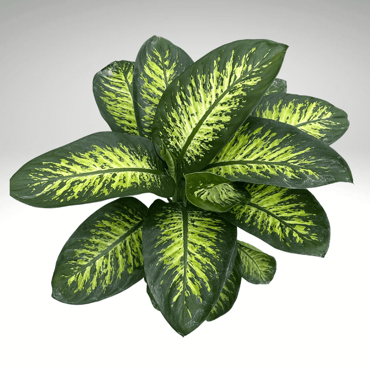 Dieffenbachia Tropic Snow - i Giardini di Giulia