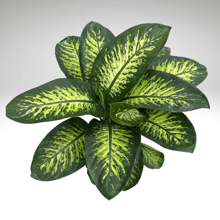 Fogliame variegato della Dieffenbachia Tropic Snow visto dall'alto

