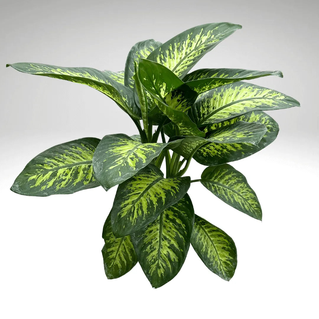 Dieffenbachia Tropic Snow con foglie verdi e crema – dettaglio laterale

