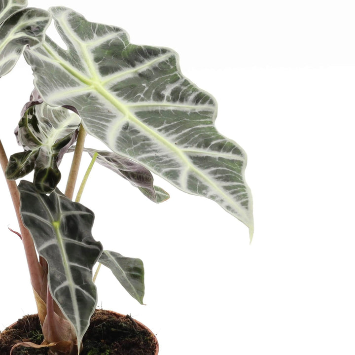 Dettaglio della foglia scura con venature chiare dell' Alocasia Polly